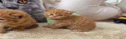 British Shorthair cats for sale: 🧡✅BSH red and lilac 💜Tica reg  - Advert 2