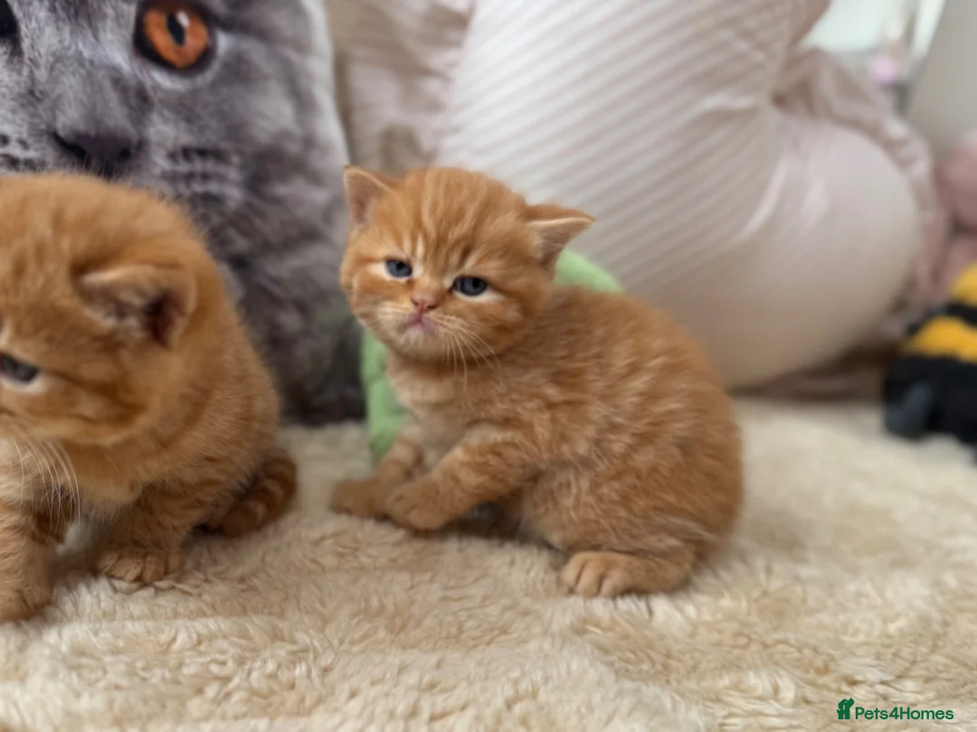 British Shorthair cats for sale: 🧡✅BSH red and lilac 💜Tica reg  - Advert 2