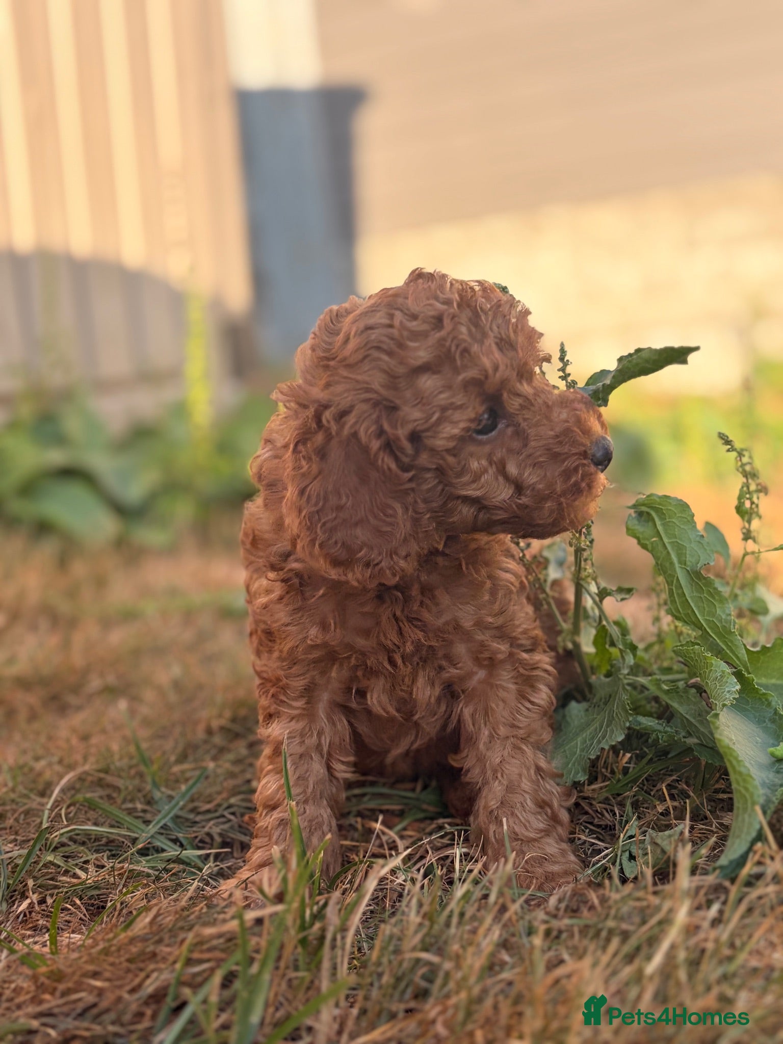 Toy Poodle dogs 🐾 KC register Red Toy Poodle Puppies 🐾  - Advert 2