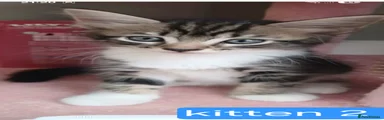 Bengal 2