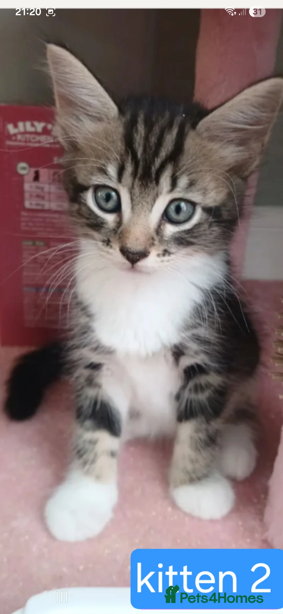 Bengal cats for sale: Bengal- mainecoon mix - Advert 2