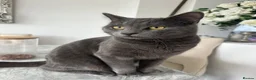 British Shorthair cats for sale: British blue short hair boy Stud  - Advert 1
