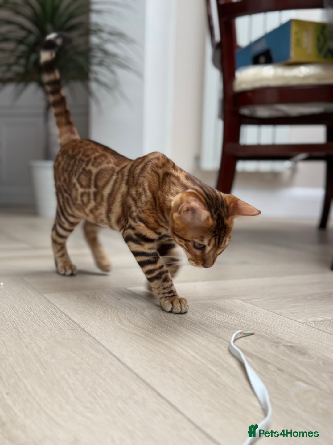 Bengal cats for sale: Female bengal kitten  - Image 8