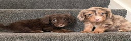 Cockapoo dogs for sale: Outstanding puppies are ready go to  - Advert 7