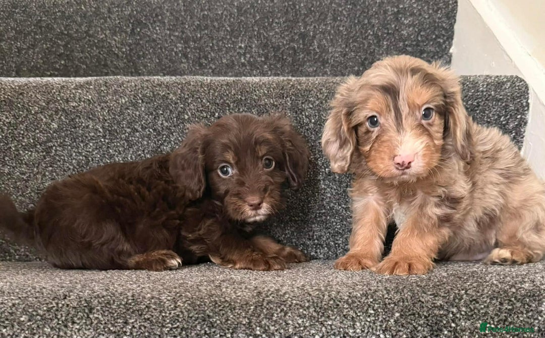 Cockapoo dogs for sale: Outstanding puppies are ready go to  - Advert 7