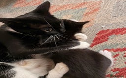 Domestic Shorthair cats for sale: Gorgeous kittens for sale - south of Edinburgh  - Image 7
