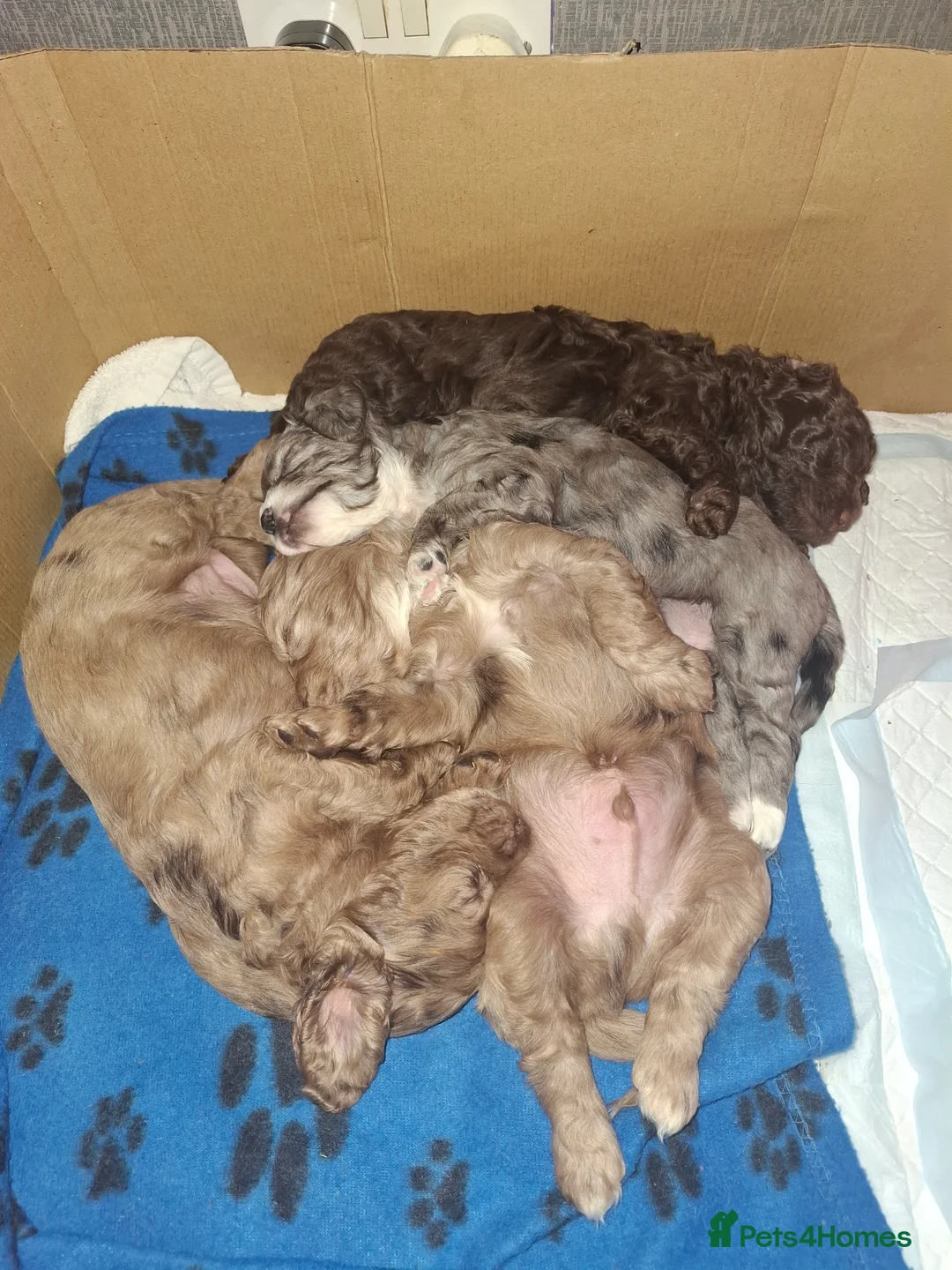 Cockapoo dogs for sale: F2 Cockapoo puppies  - Advert 13