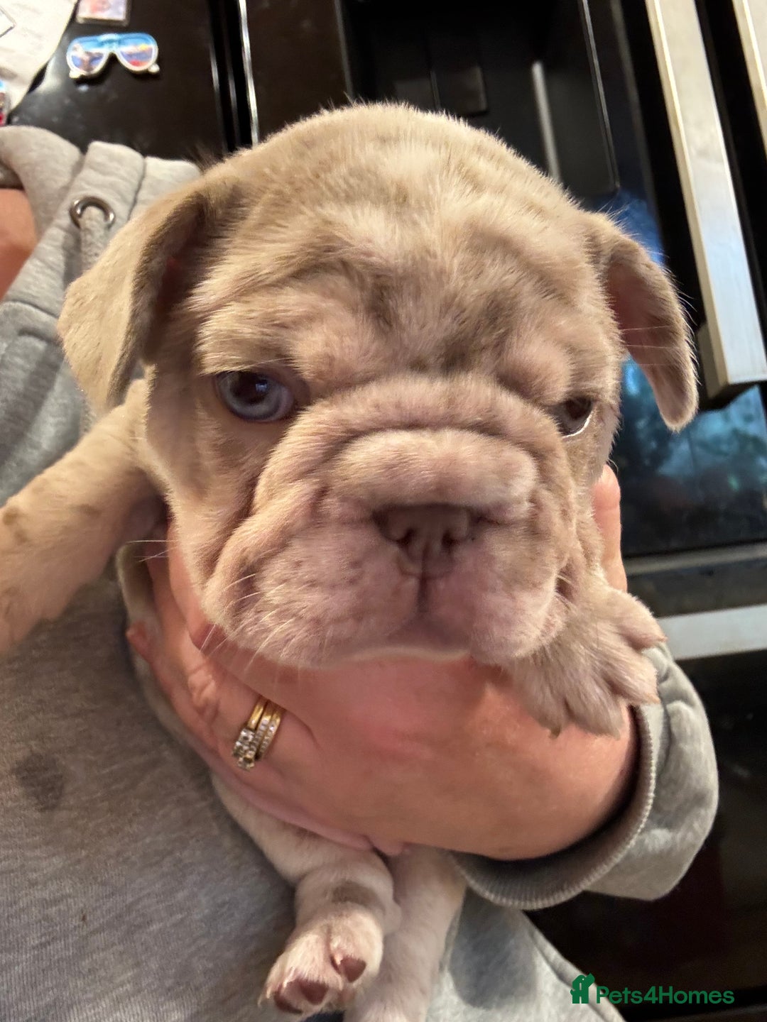French Bulldog dogs for sale: French bulldog pups - Image 5