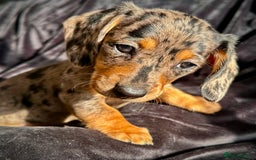 Miniature Dachshund dogs for sale: Miniature dachshund puppies  - Advert 4