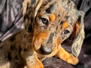 Miniature Dachshund dogs Miniature dachshund puppies - Advert 3