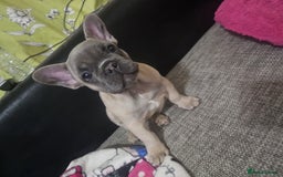French Bulldog dogs for sale: Blue French bulldog puppy  - Image 5