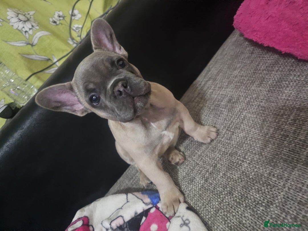 French Bulldog dogs for sale: Blue French bulldog puppy  - Image 5