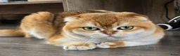 Scottish Fold cats for sale: 🐾 Stunning Golden ScottishFold&Straight Kittens🐾 in Southampton - Advert 4