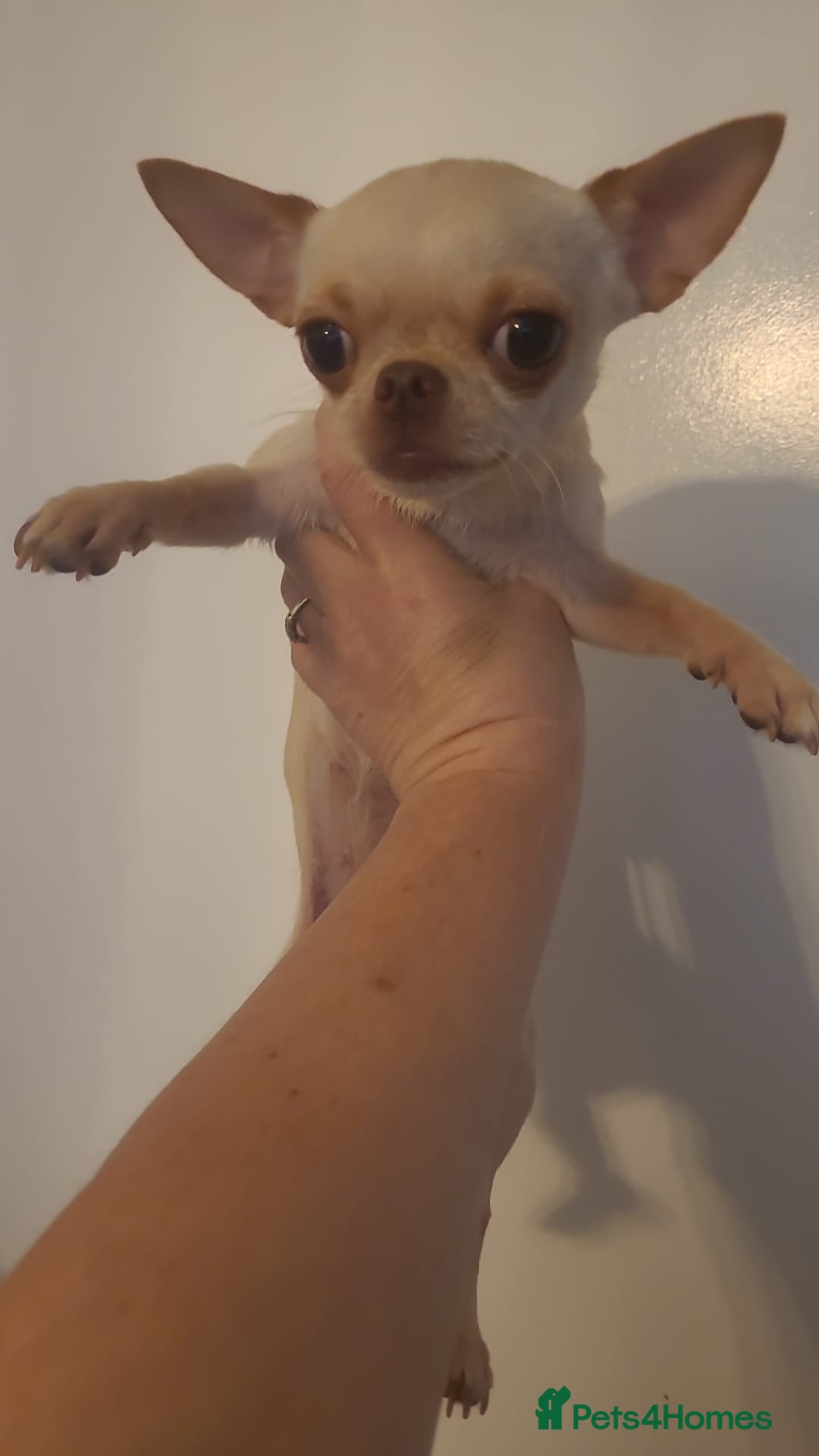 Chihuahua dogs for sale: Mini chihuahua  - Advert 2