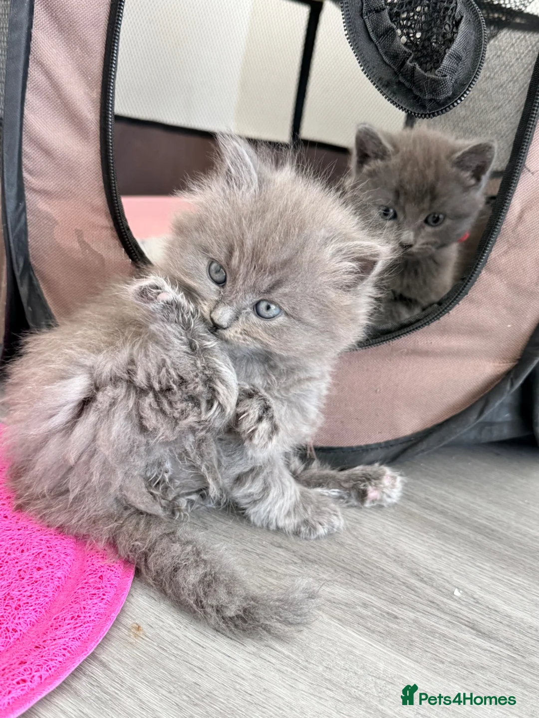 British Shorthair cats for sale: British shorthair kittens grey and chocolate  - Advert 10