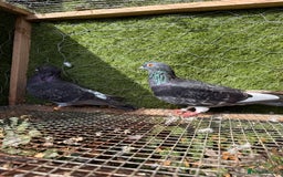 Pigeons birds for sale: Pigeons for sale - Image 36