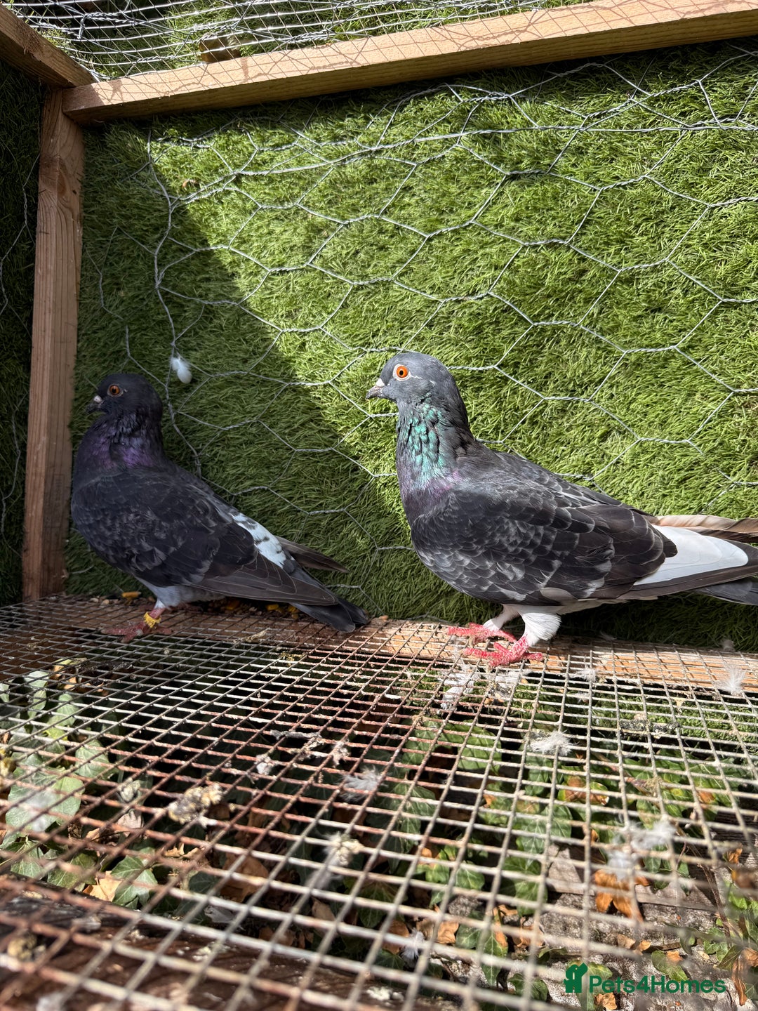 Pigeons birds for sale: Pigeons for sale - Image 36