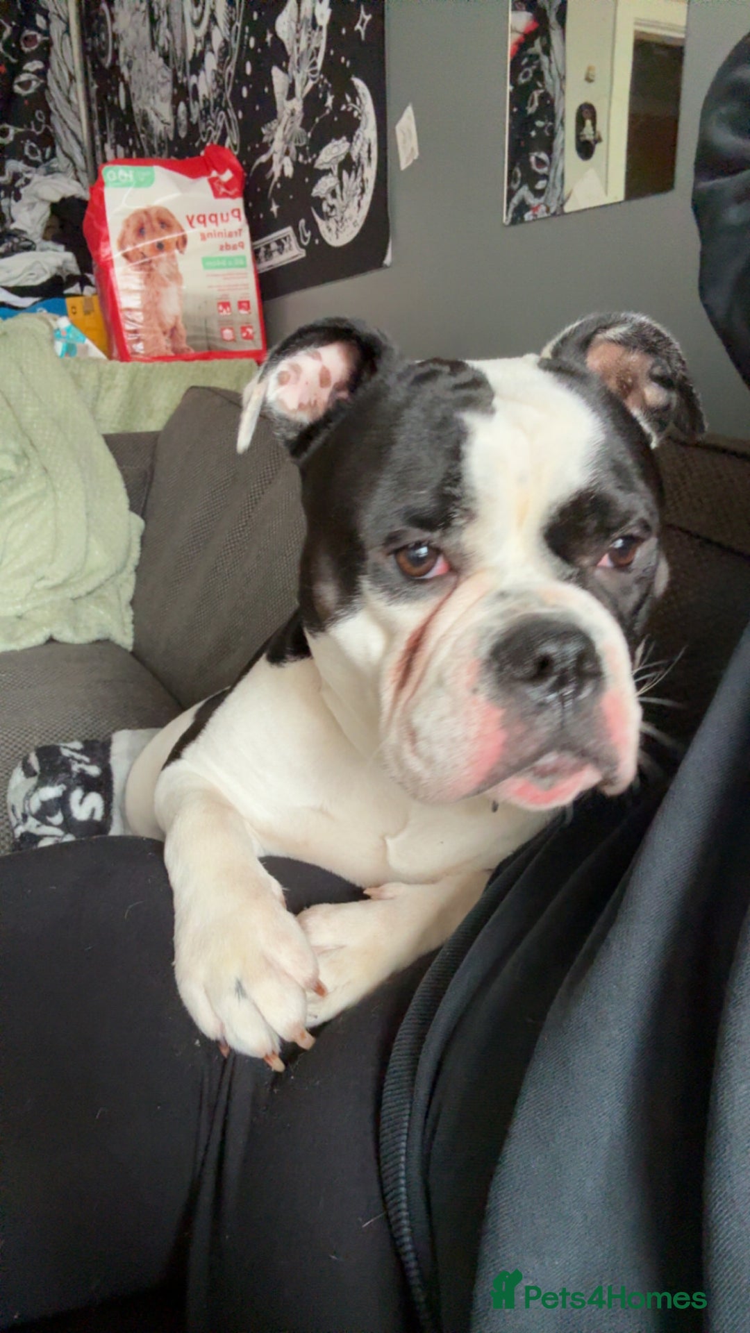 Olde English Bulldogge dogs for sale: 2 year old Olde English bulldog  - Advert 5