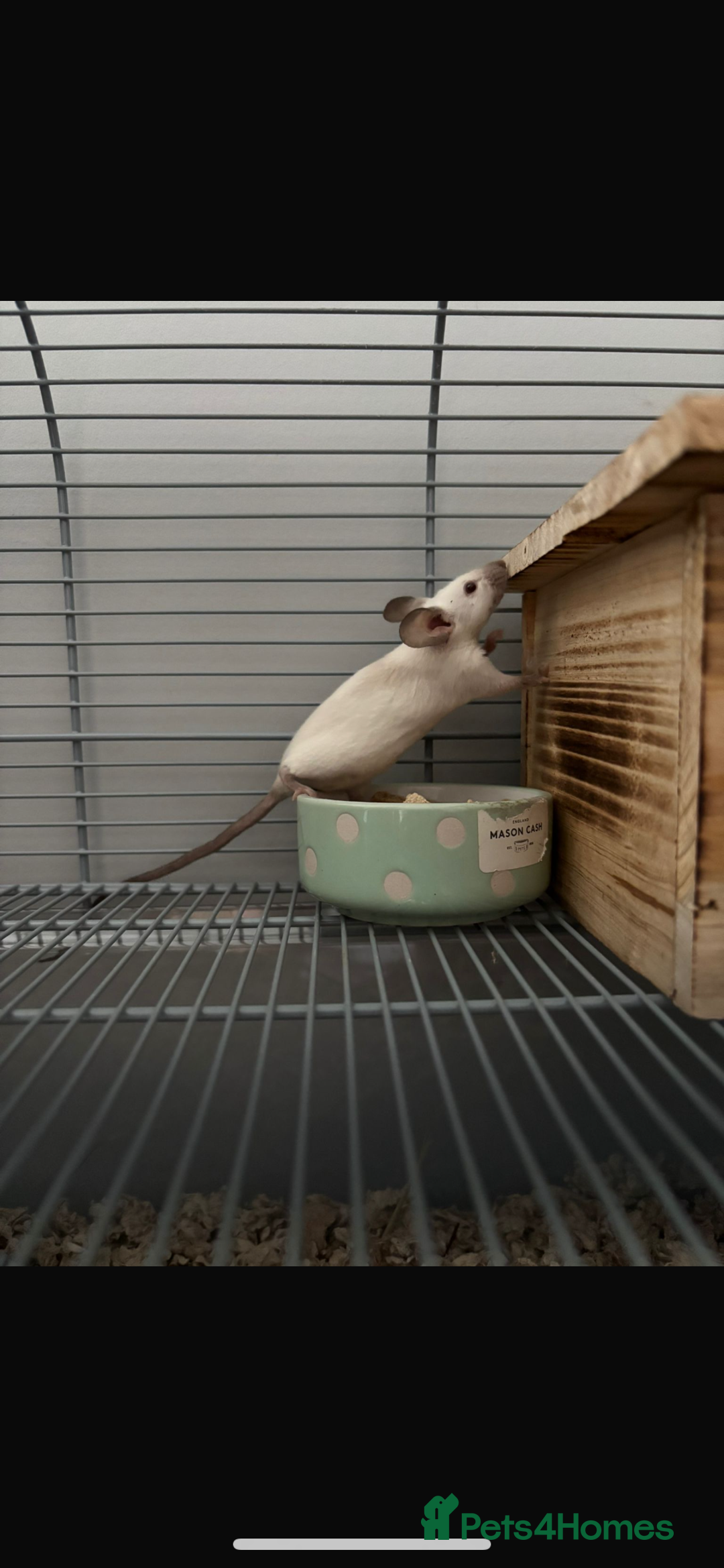 Mouse rodents for sale: 2 female Siamese fancy mice  - Image 3