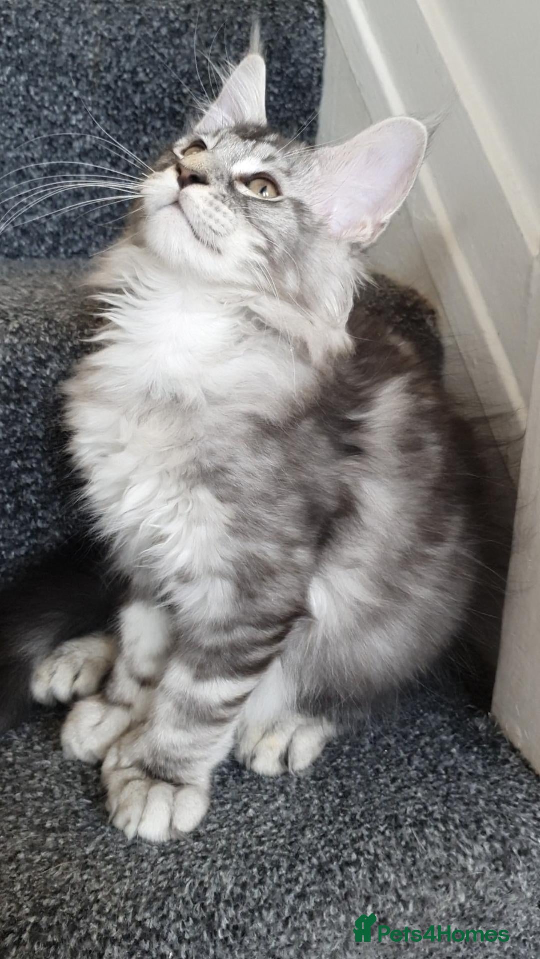 Maine Coon cats only two boys left pure maine coons - Advert 2