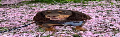 Cocker Spaniel 1