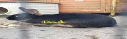 Mixed Breed rabbits for sale: 7 baby rabbits and a 12 month old male (dad!) - Advert 13