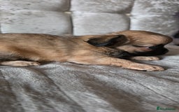 Chihuahua dogs for sale: Tiny Long-Haired Chihuahua Puppies - Image 7