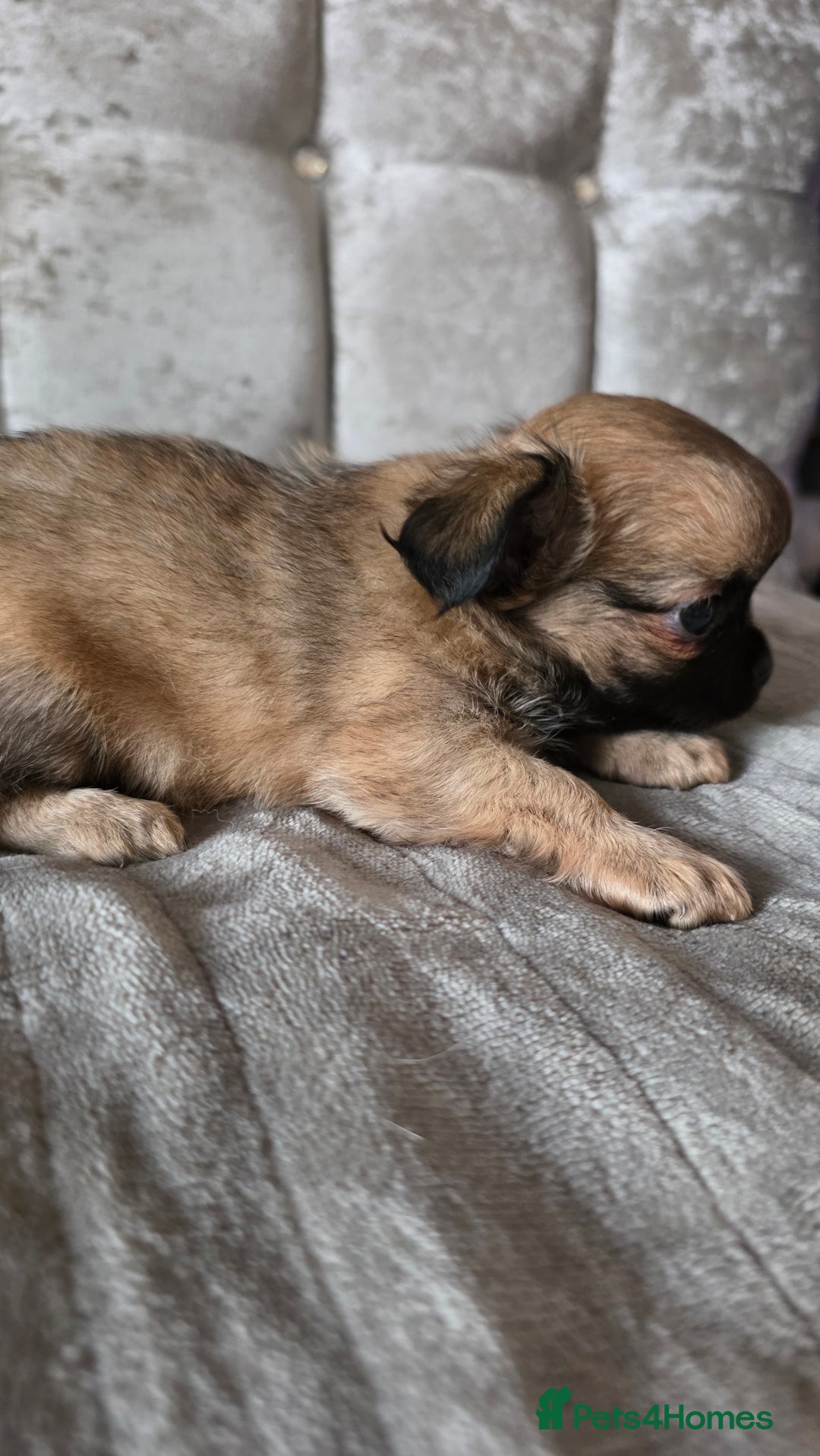 Chihuahua dogs for sale: Tiny Long-Haired Chihuahua Puppies - Image 7