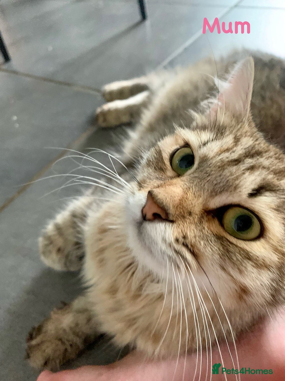 Mixed Breed cats for sale: Kitten - half Siberian READY NOW  - Image 6