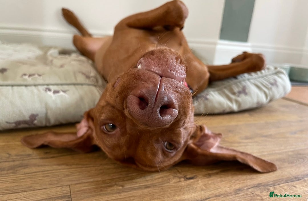 Hungarian Vizsla dogs for sale: KC registered Hungarian Viszla puppies - Advert 13