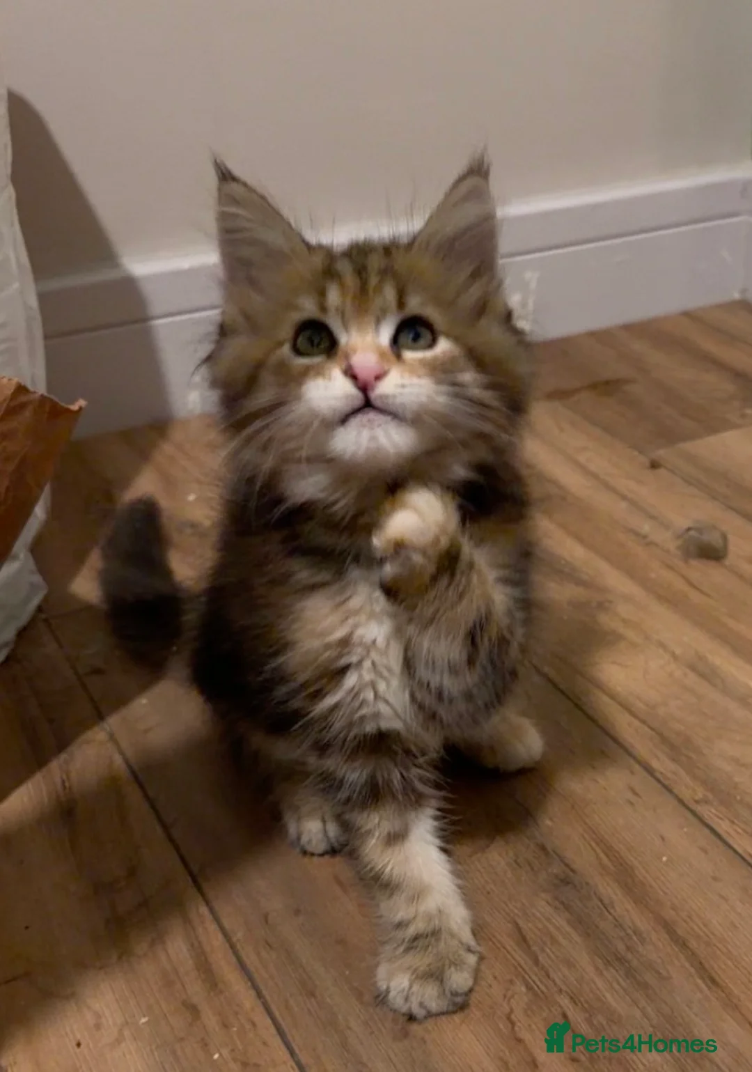 Maine Coon cats for sale: Last Gorgeous Affectionate Maine Coon Cross Kitten - Advert 6