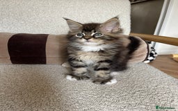 Maine Coon cats for sale: Mainecoons  - Image 12