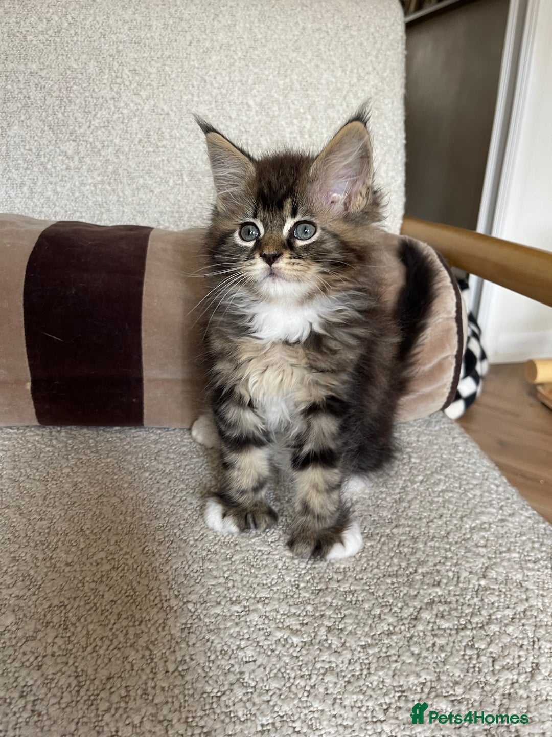 Maine Coon cats for sale: Mainecoons  - Image 12