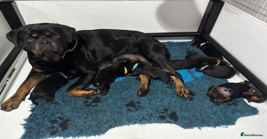 Rottweiler dogs Top Quality KC Health Tested Rottweiler Puppies  - Advert 9