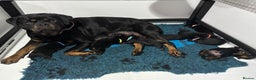 Rottweiler dogs for sale: Rottweiler Puppies  - Advert 1