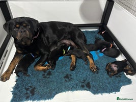 Rottweiler dogs Top Quality KC Health Tested Rottweiler Puppies - Advert 3