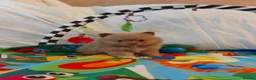Pomeranian dogs for sale:  Toy-Type Mico Teddy Bear Face Pomeranian Puppy's - Advert 2