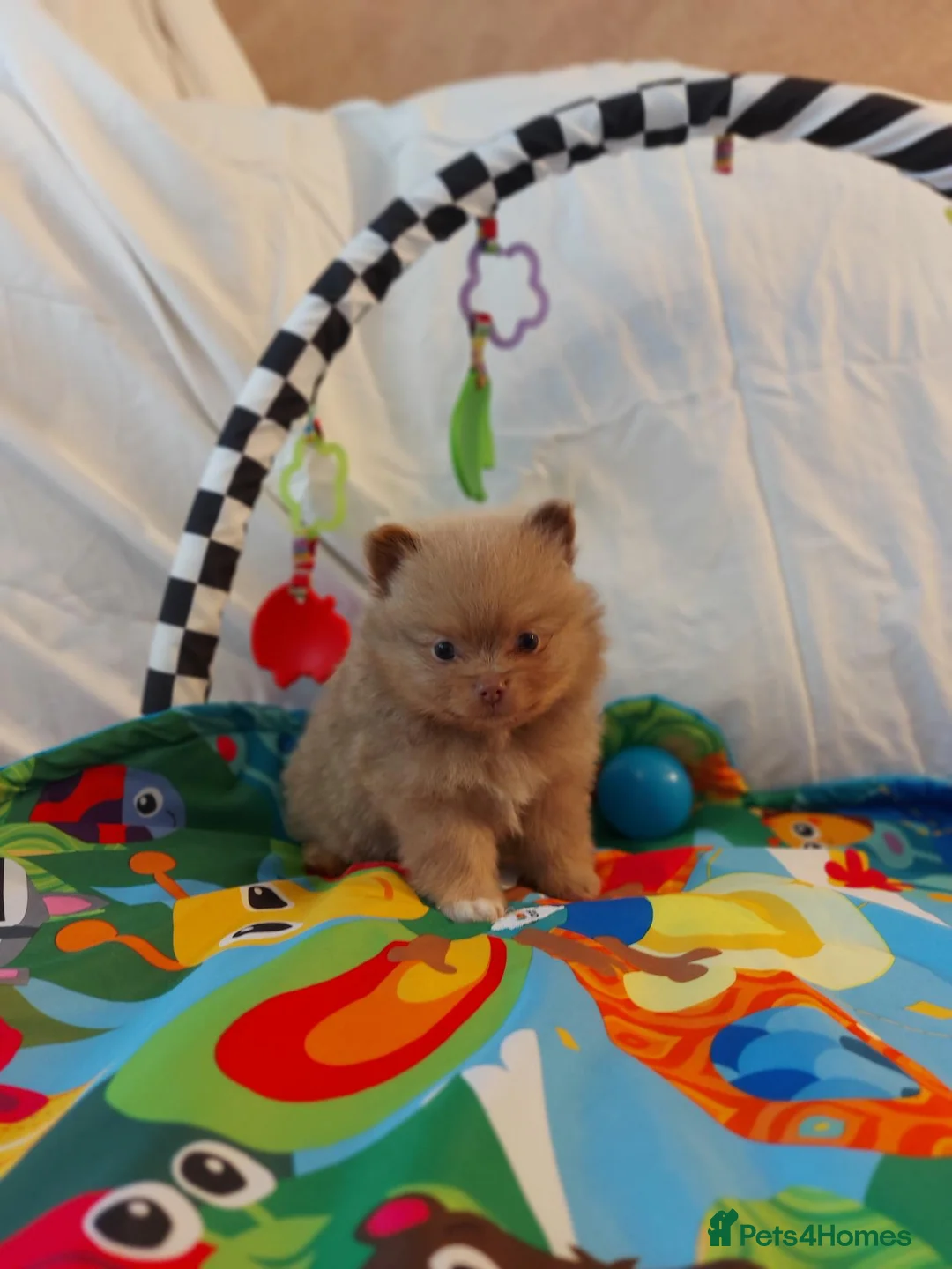 Pomeranian dogs for sale:  Toy-Type Mico Teddy Bear Face Pomeranian Puppy's - Advert 2