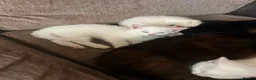 Turkish Van cats for sale: Family friendly Turkish van kittens for sale. in London - Advert 3