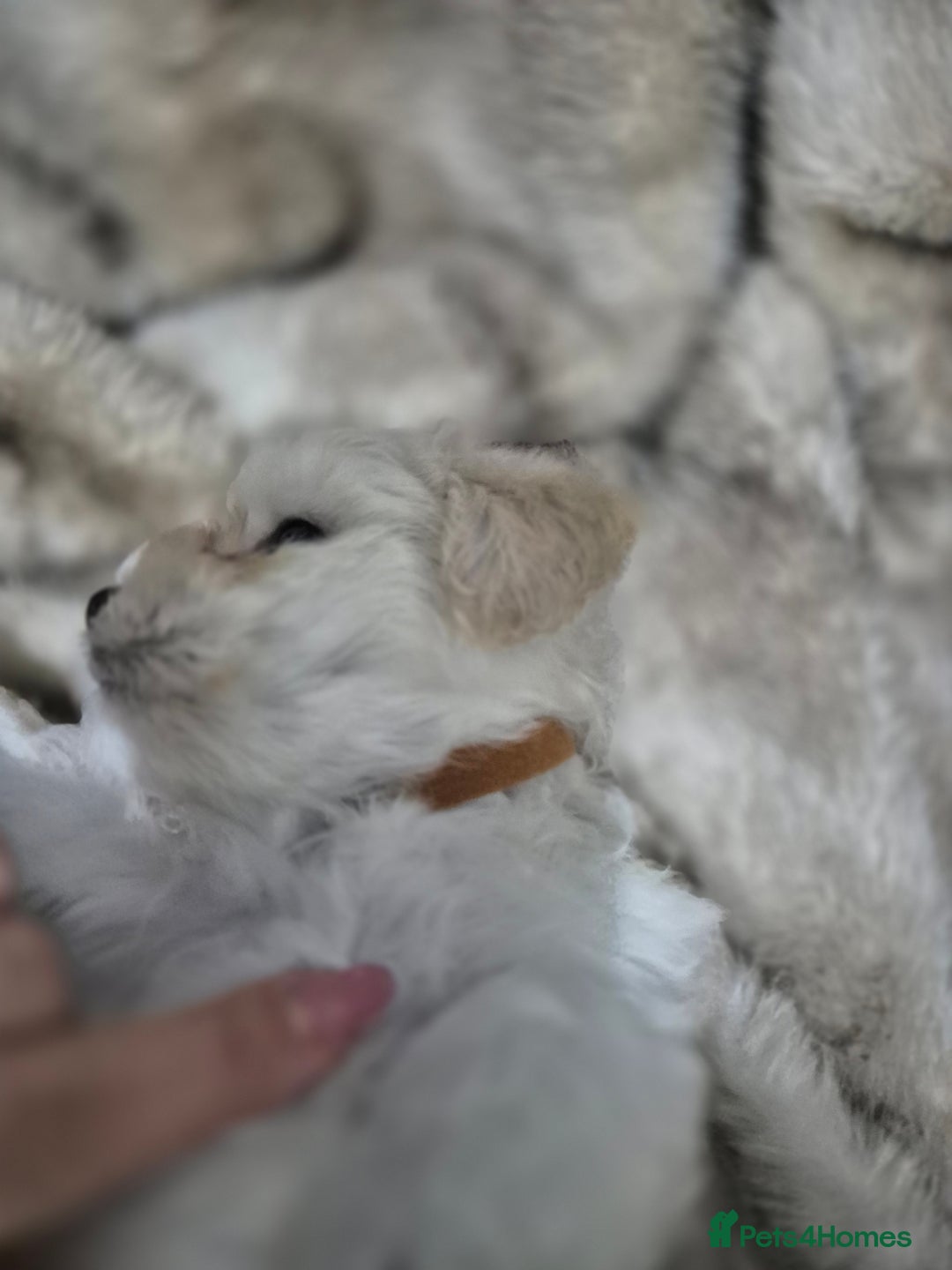 Maltese dogs for sale: K1 Beautiful Maltese puppies  - Advert 14