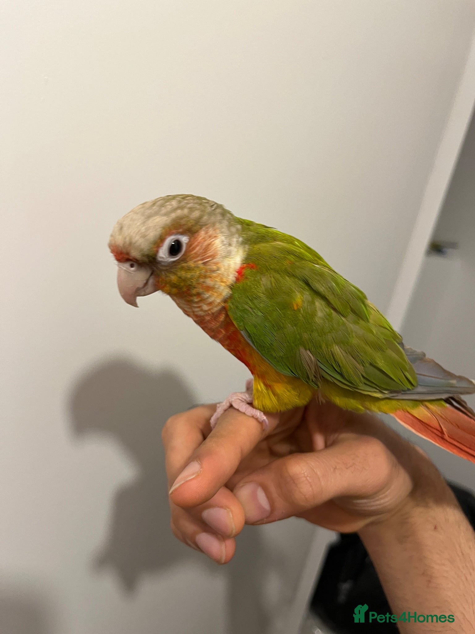 Conures birds Tamed Conure Parrot + large cage included - Advert 1