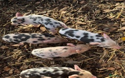 Pig livestock for sale: Stunning Mini Pigs - Image 17