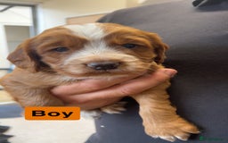 Cocker Spaniel dogs for sale: stunning cocker spaniel puppies - Image 2