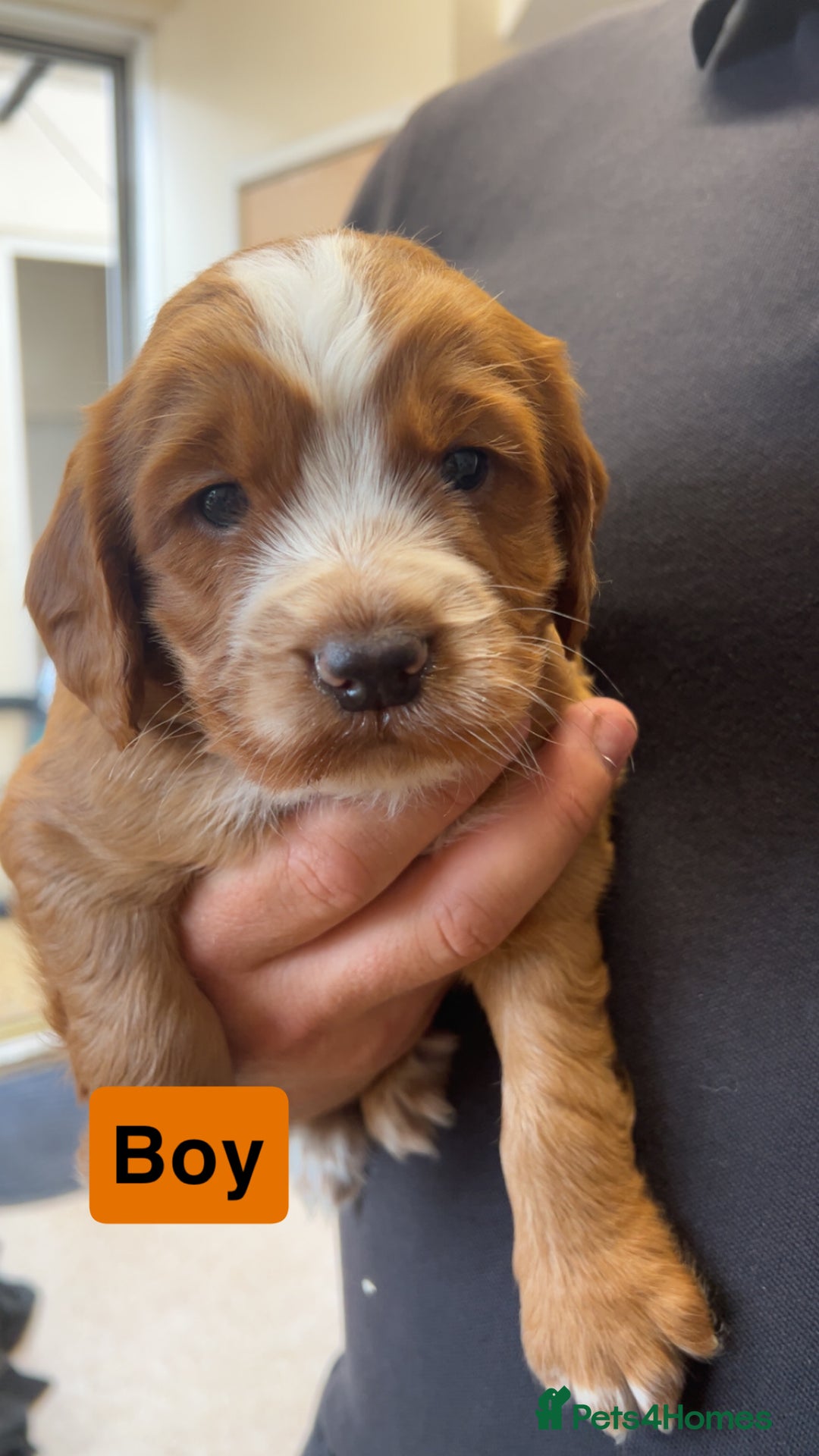Cocker Spaniel dogs for sale: stunning cocker spaniel puppies - Image 2
