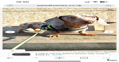 Miniature Dachshund dogs - Advert 12