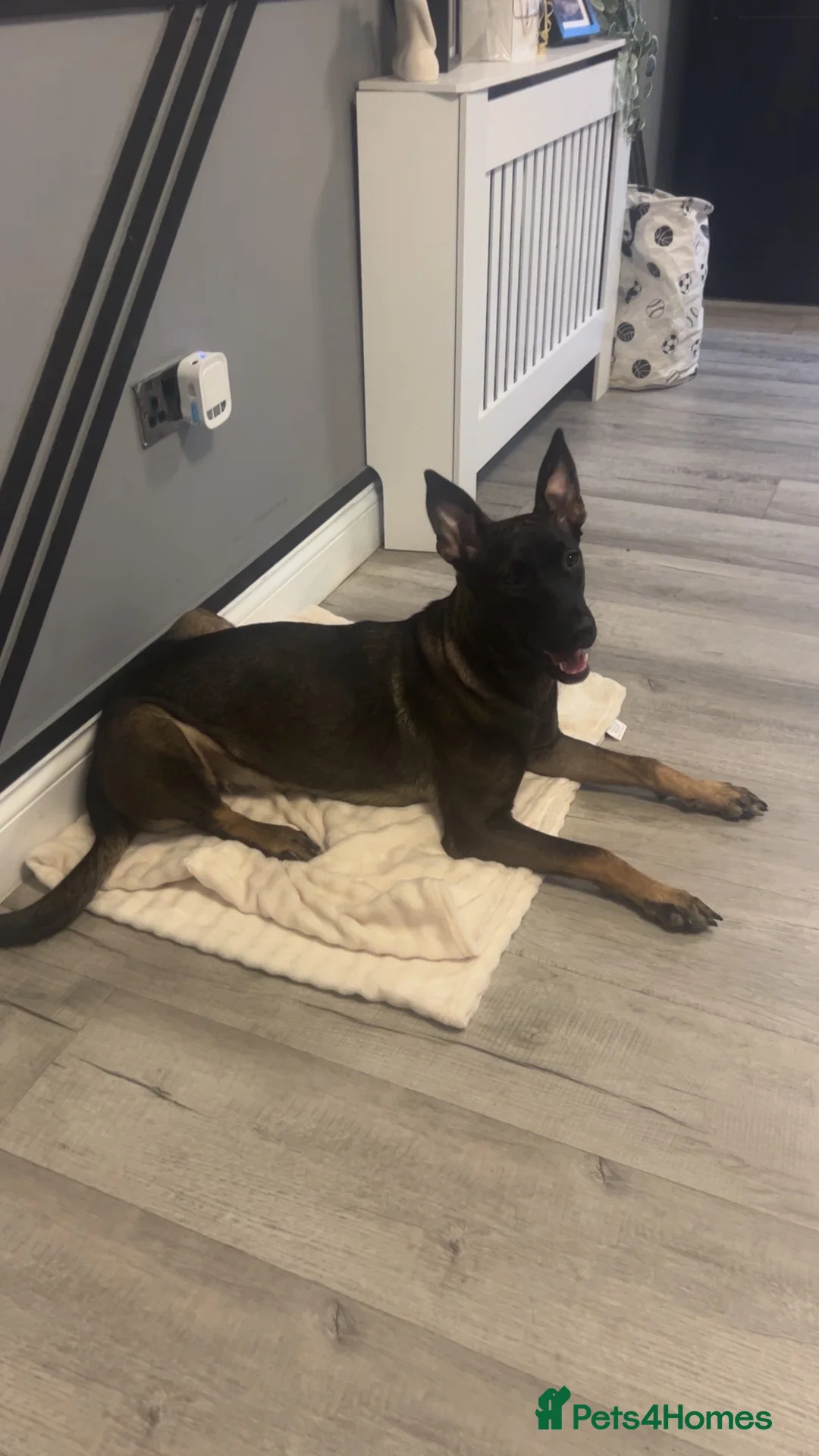 Belgian Shepherd Dog dogs for sale: belgium malinios  - Advert 2