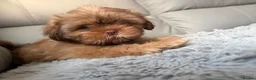 Shih Tzu dogs for sale: Stunning Shih Tzu puppies  - Advert 3