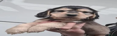 Boy