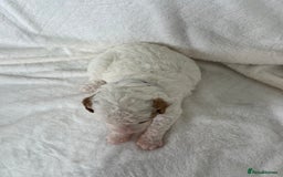 Goldendoodle dogs for sale: Beautiful litter of Goldendoodles  - Image 24