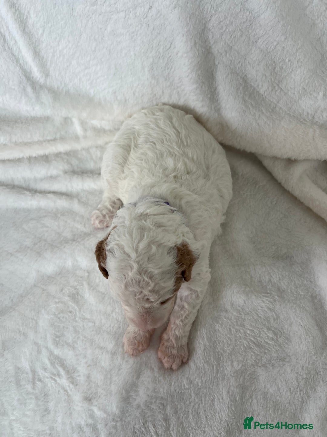 Goldendoodle dogs for sale: Beautiful litter of Goldendoodles  - Image 24